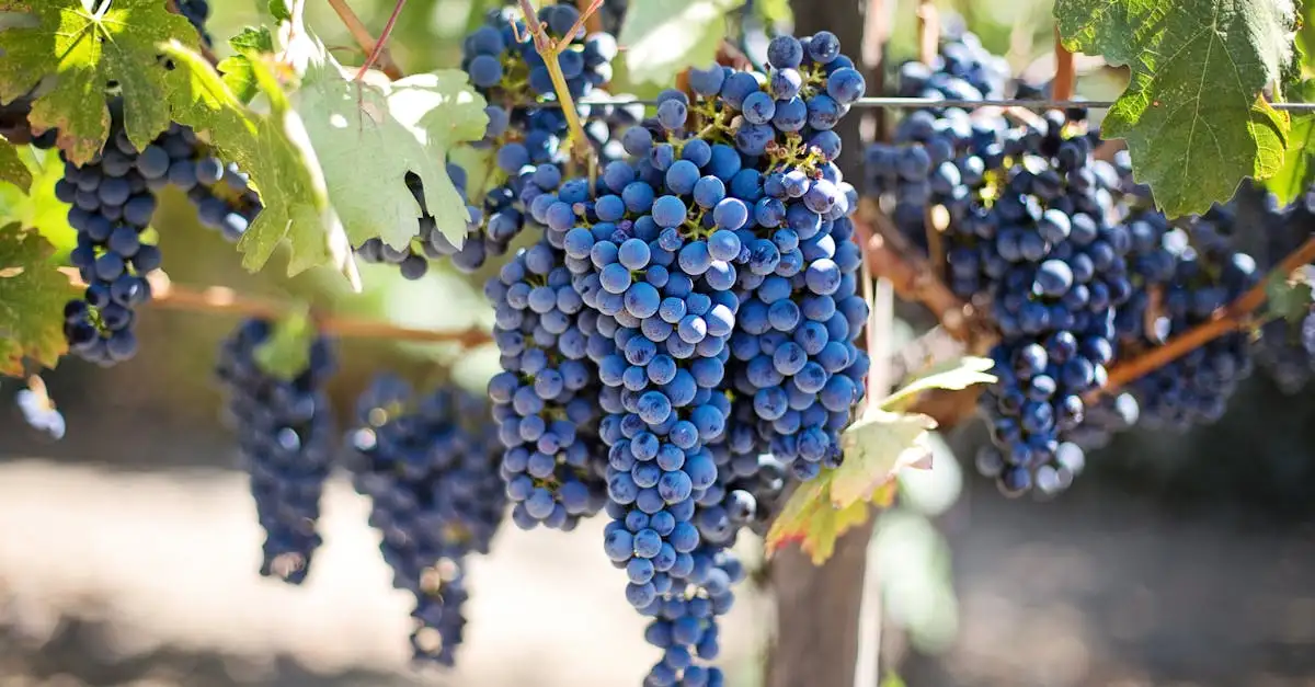 Wat maakt Napa Valley beroemd om zijn wijngaarden?