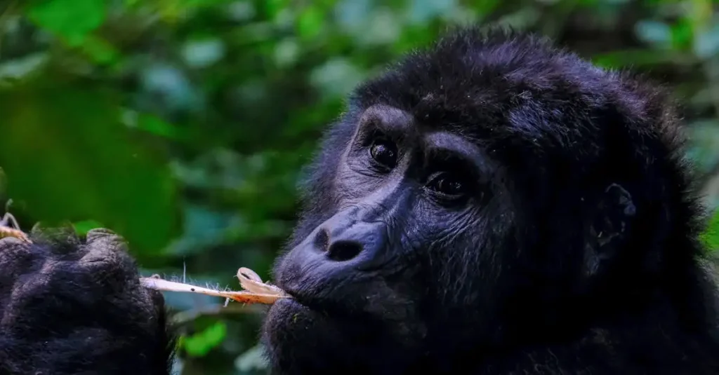 Wat maakt Semuliki National Park in Oeganda zo bijzonder?