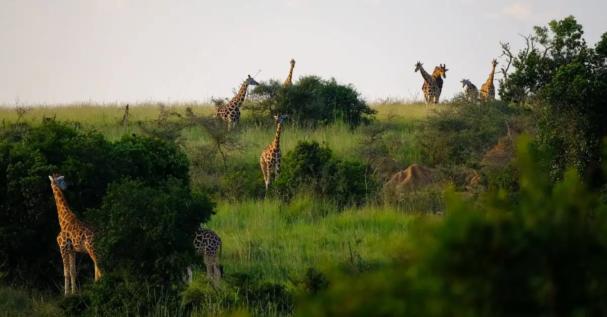 Wat maakt Semuliki National Park in Oeganda zo bijzonder?
