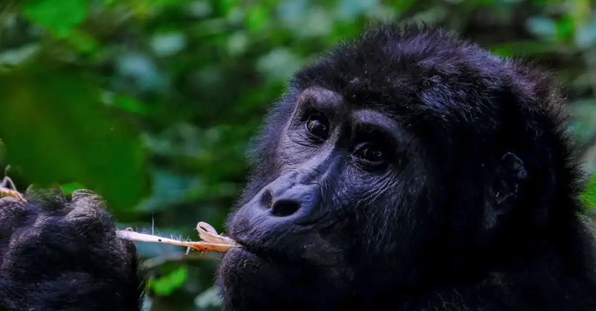 Wat maakt Semuliki National Park in Oeganda zo bijzonder?