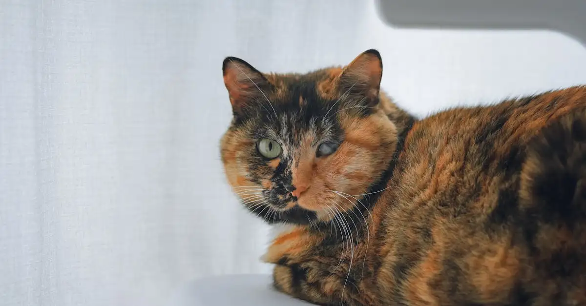 Wat waren de kenmerken van de eerste gedomesticeerde katten?