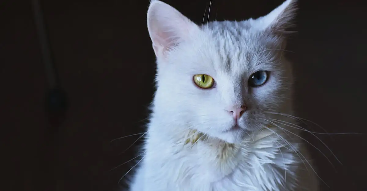 Wat waren de kenmerken van de eerste gedomesticeerde katten?