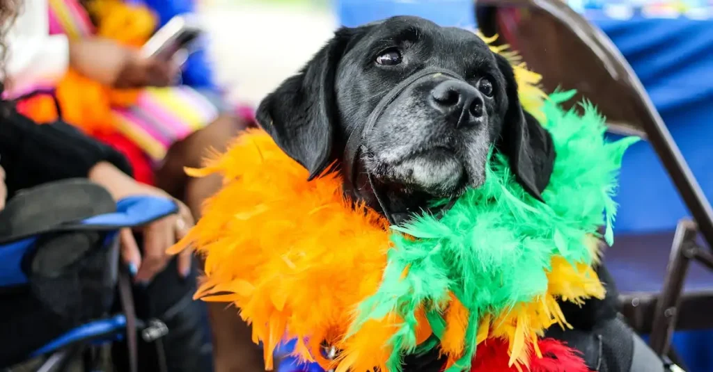 Wat zijn de belangrijkste hondenfestivals en -dagen?