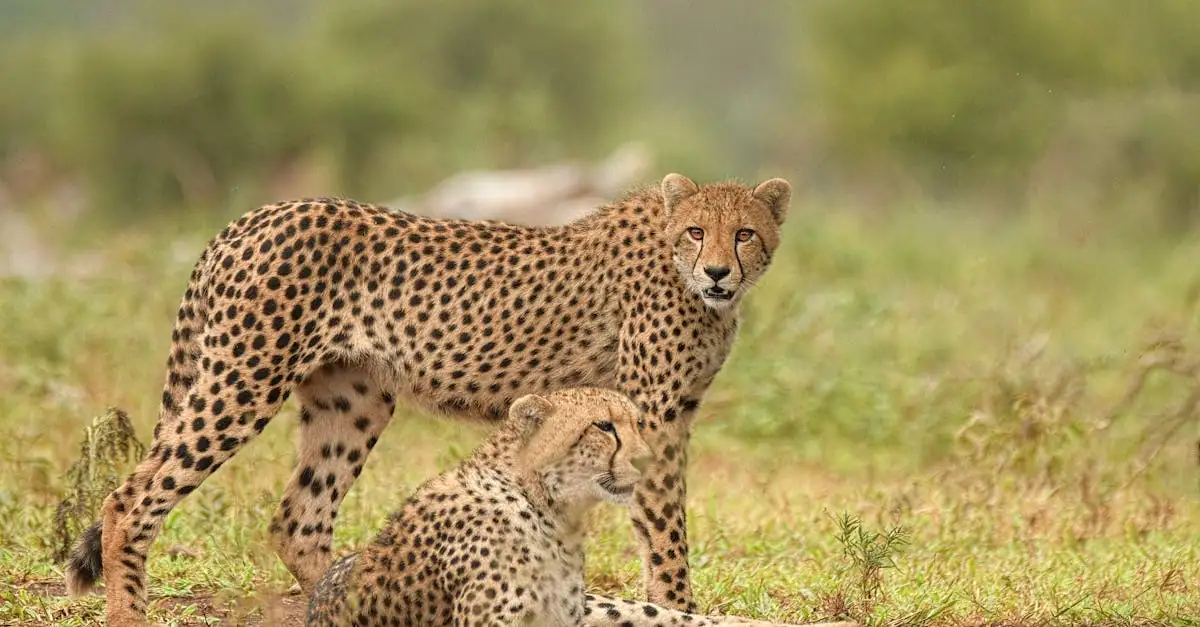 Wat zijn de unieke jachtmethoden van de cheeta?