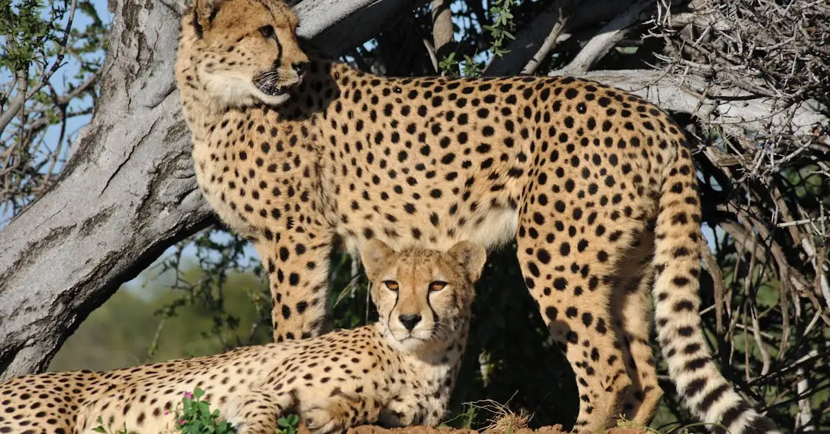 Wat zijn de unieke jachtmethoden van de cheeta?
