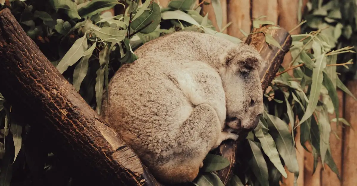 Welke Australische dieren zijn beschermd in nationale parken?