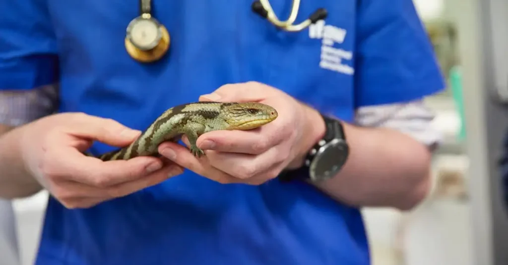 Welke bijzondere dieren leven in Bonorong Wildlife Sanctuary?