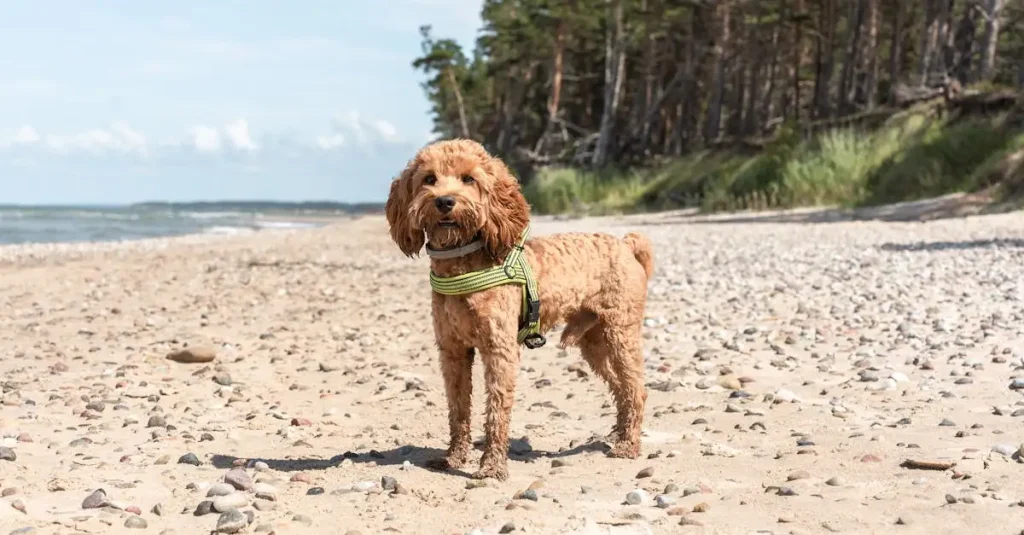 Welke honden bij allergie? Ontdek hypoallergene rassen!