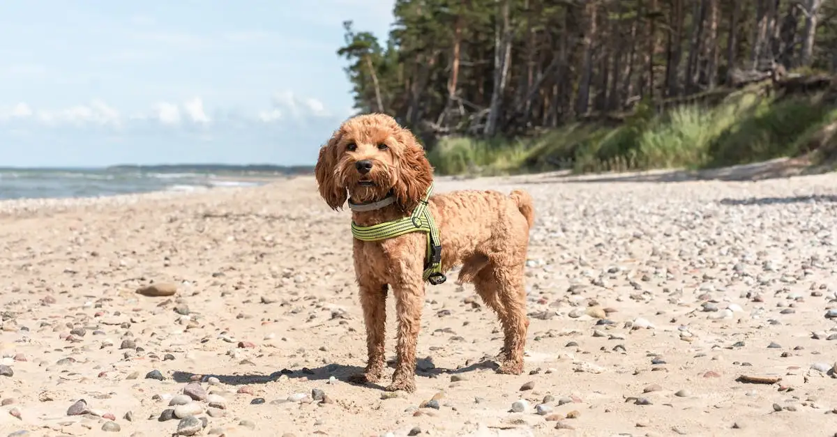 Welke honden bij allergie? Ontdek hypoallergene rassen!