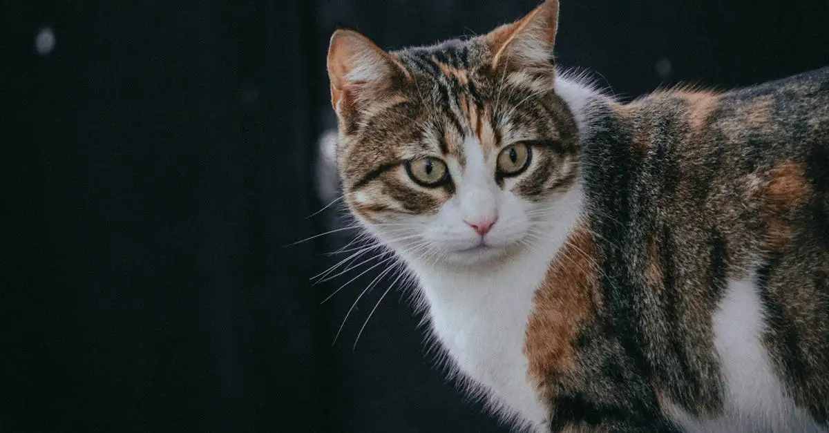 Welke kat past bij mij quiz? Ontdek jouw ideale kattenras!