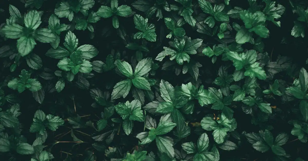 Welke kruiden bij elkaar planten? Ontdek de beste combinaties!
