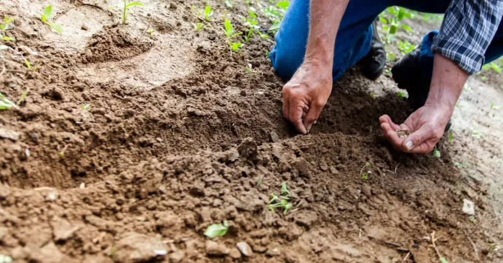 Welke planten bij elkaar in moestuin? Ontdek de beste combinaties!