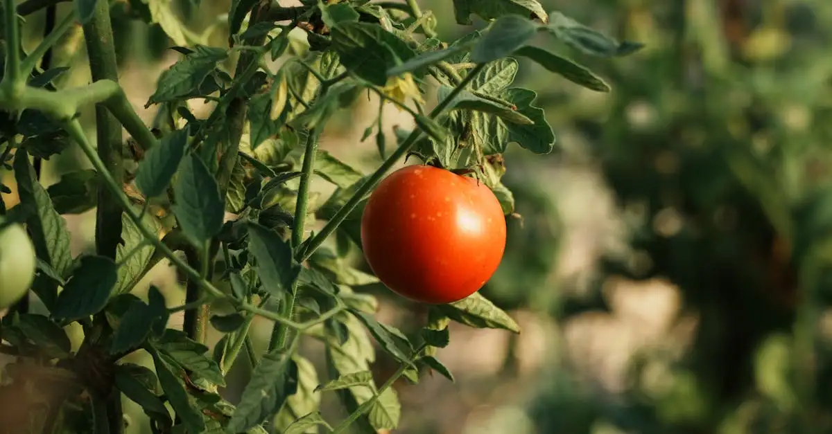 Welke planten bij elkaar in moestuin? Ontdek de beste combinaties!