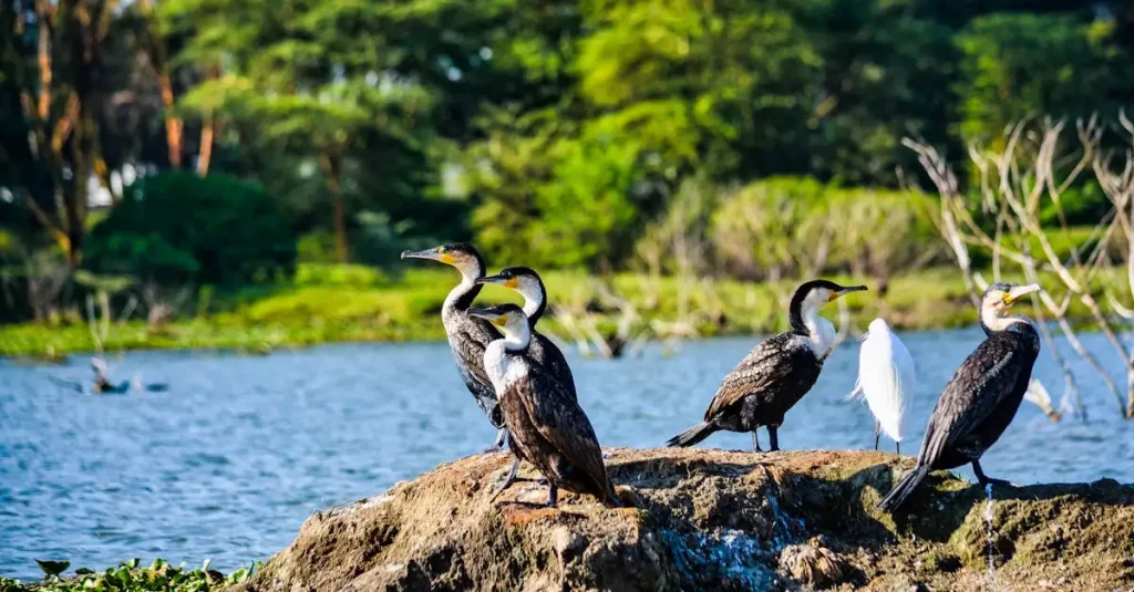 Welke stad in Kenia ligt dicht bij de Masai Mara?