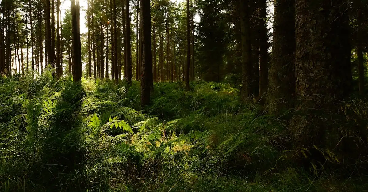 Hoe beïnvloedden varens en coniferen herbivore dinosaurussen?