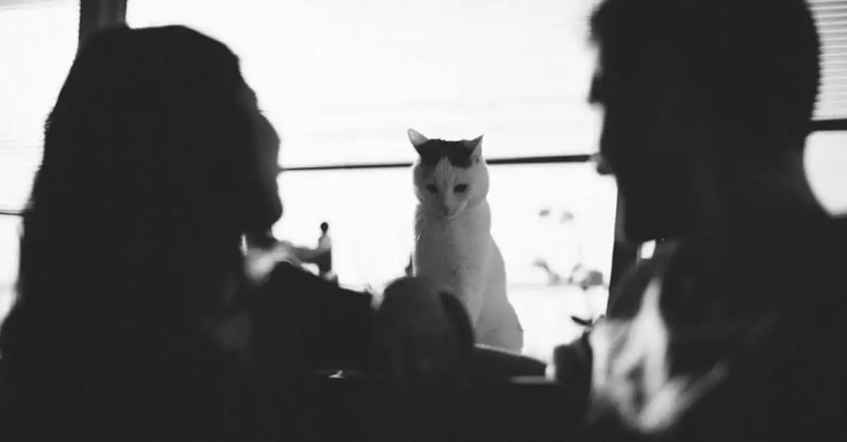 Hoe beïnvloedt de relatie tussen kat en mens ons leven?
