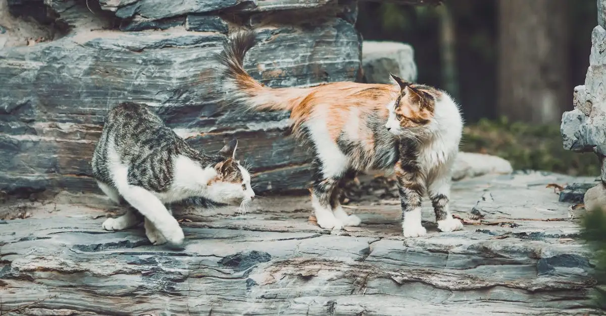 Hoe communiceren katten met mensen en andere dieren?