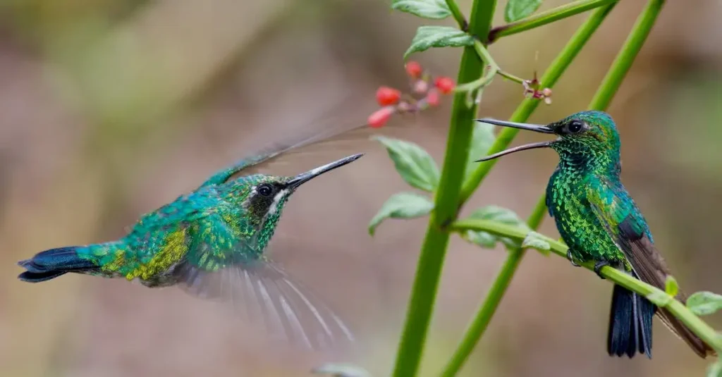 Hoe halen kolibries nectar uit bloemen?