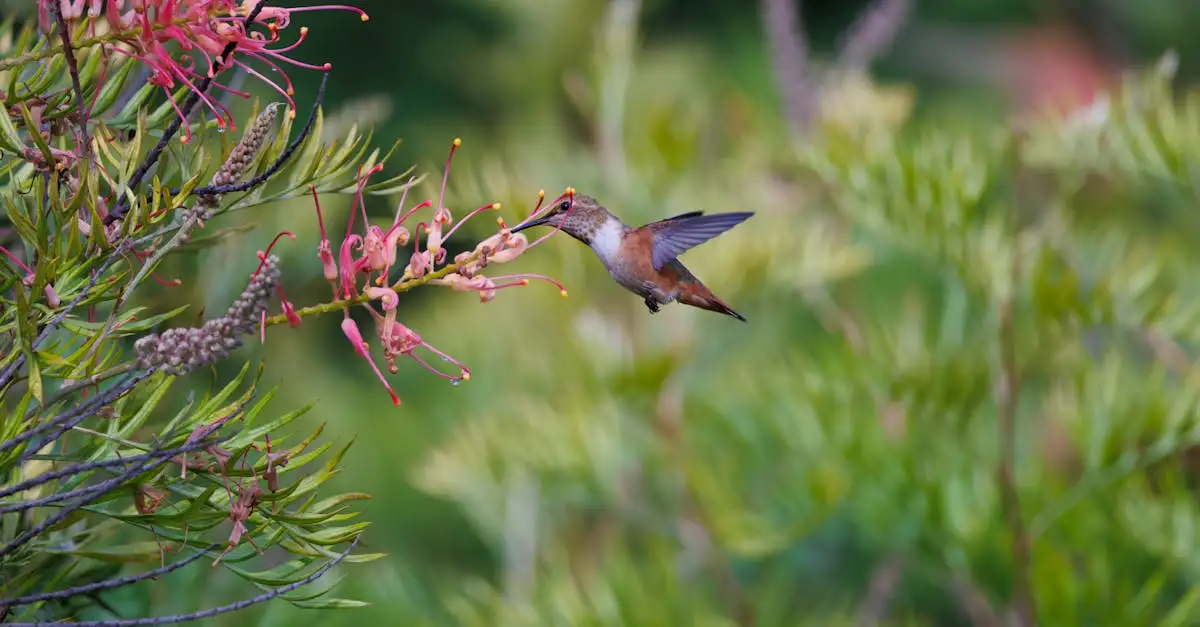 Hoe halen kolibries nectar uit bloemen?