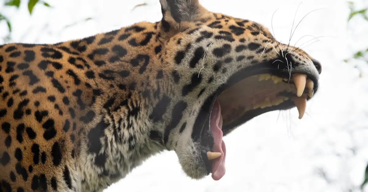 Hoe herkennen katten hun eigen territorium? Ontdek het hier!