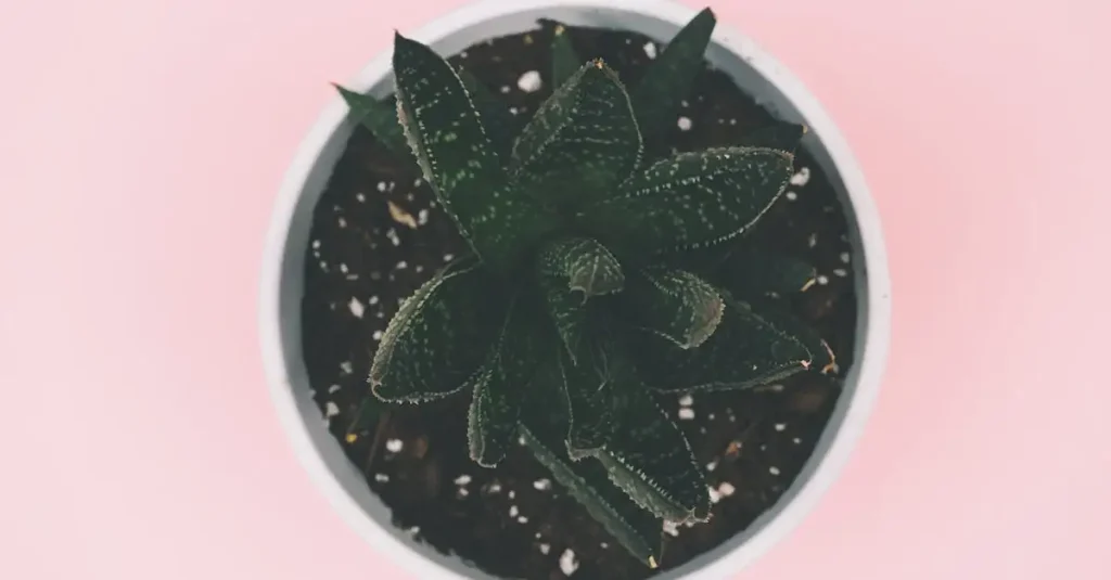 Waar is aloe vera drink goed voor? Ontdek de voordelen!
