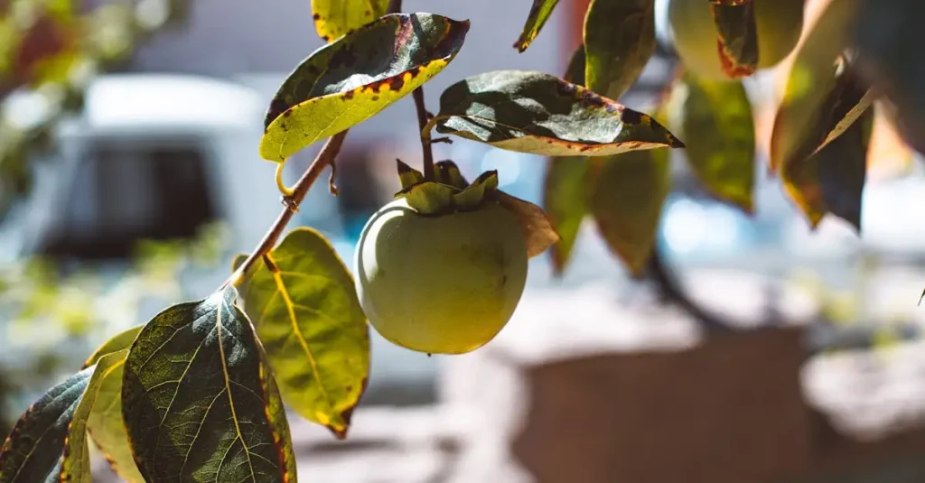 Waar is kaki fruit goed voor? Ontdek de voordelen en tips!