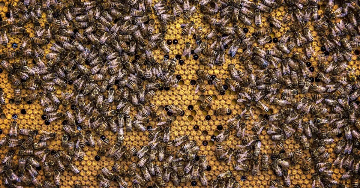 Waar is propolis goed voor? Ontdek de voordelen en toepassingen!