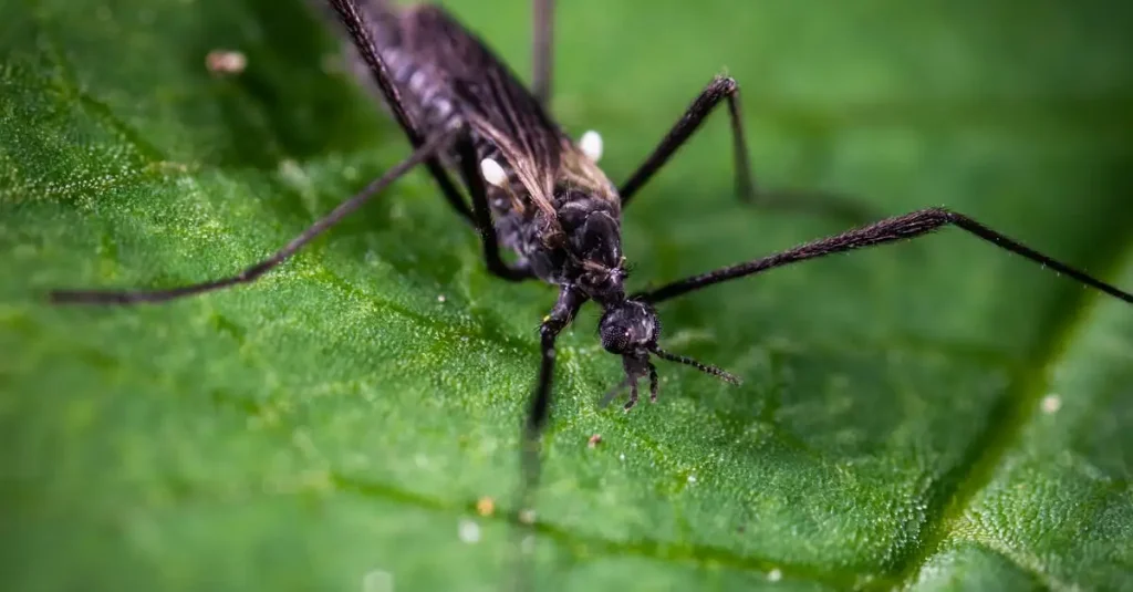 Waar zijn muggen goed voor? Ontdek hun rol in het ecosysteem.