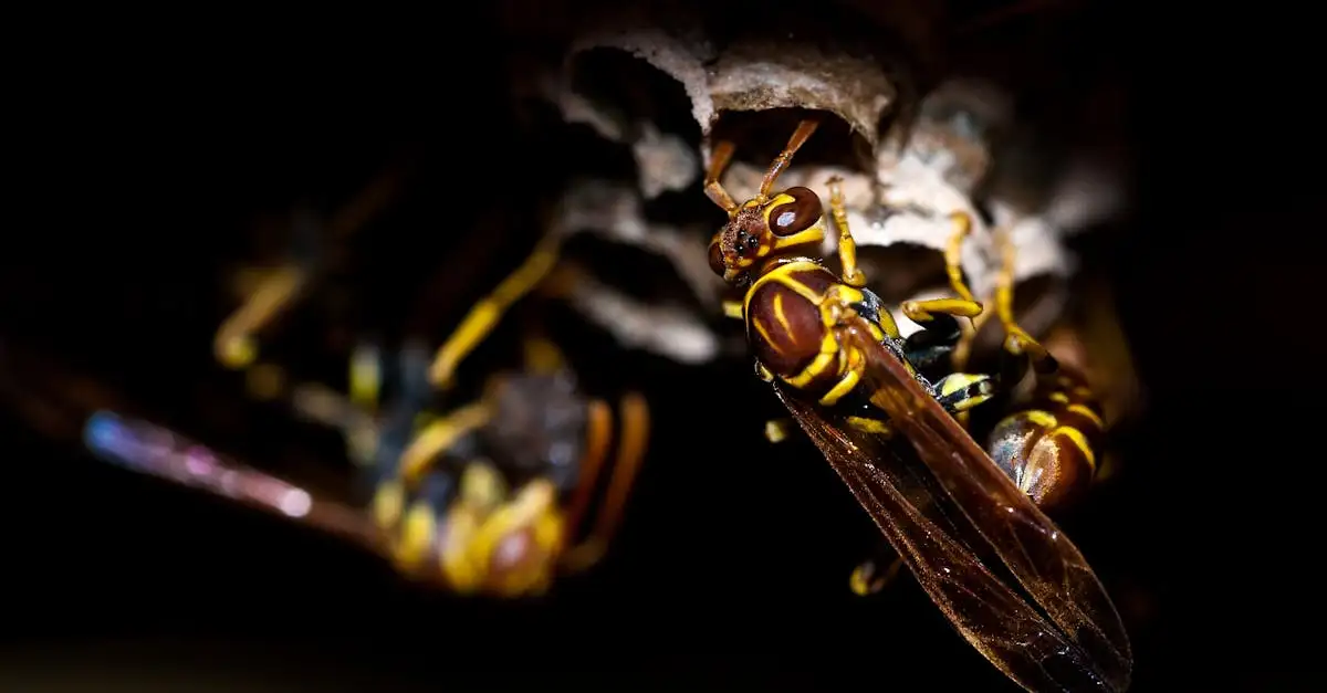 Waar zijn wespen goed voor? Ontdek hun nuttige rol in de natuur!