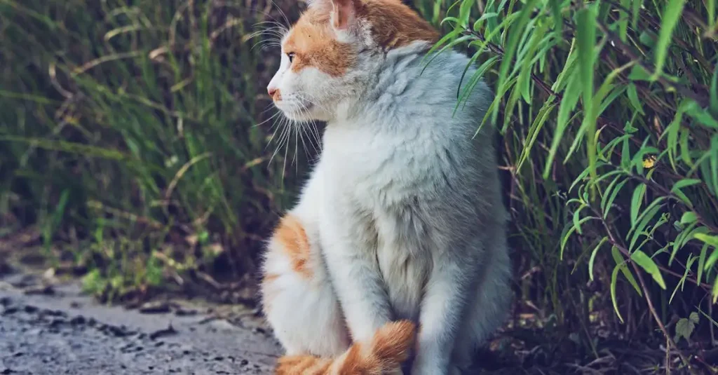 Wat zegt wetenschappelijk onderzoek over katten?