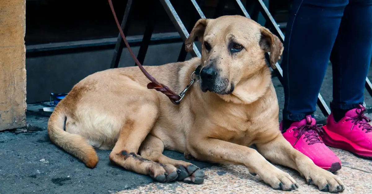 Welke gezondheidsproblemen komen vaak bij honden voor?
