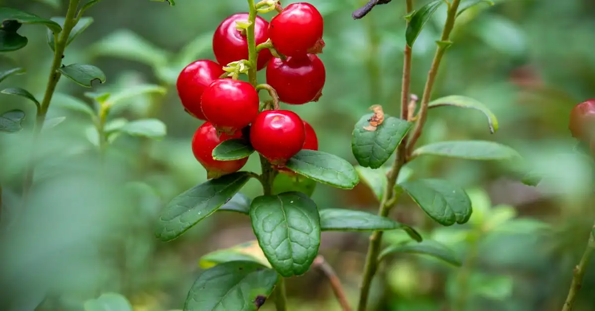 Cranberry waar goed voor? Ontdek de voordelen en tips!