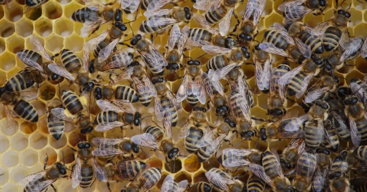 Waar is bijen propolis goed voor? Ontdek de voordelen nu!