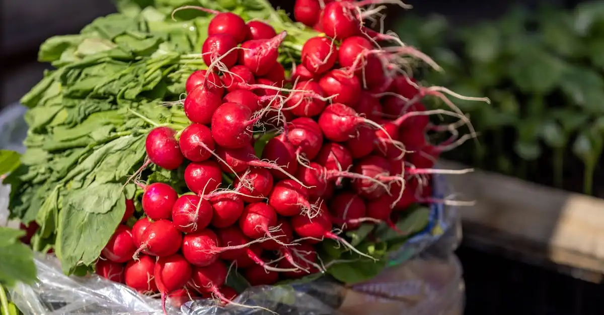 Waar is radijs goed voor? Ontdek de gezondheidsvoordelen!