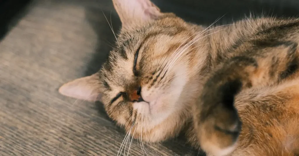 Waarom hebben katten een scherpe reukzin? Ontdek het hier!