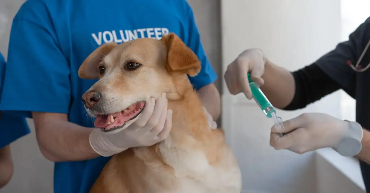 Waarom is vaccineren van honden zo belangrijk?