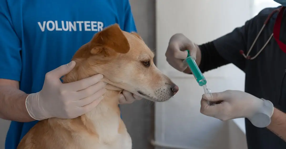 Waarom is vaccineren van honden zo belangrijk?