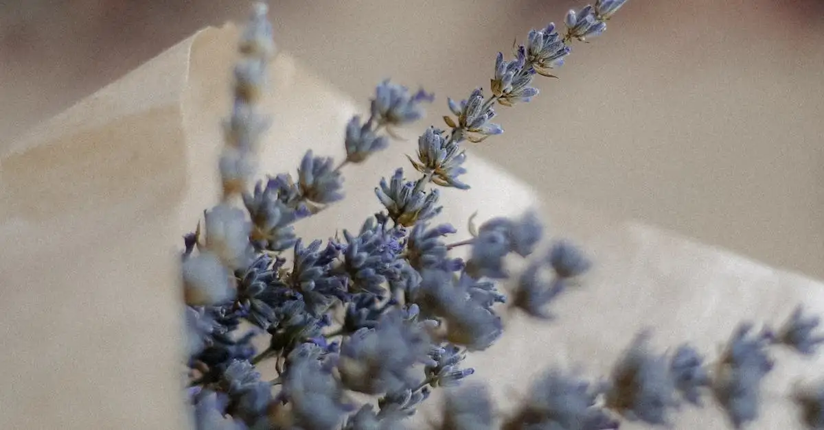 Wat doet lavendel voor een betere slaapkwaliteit?