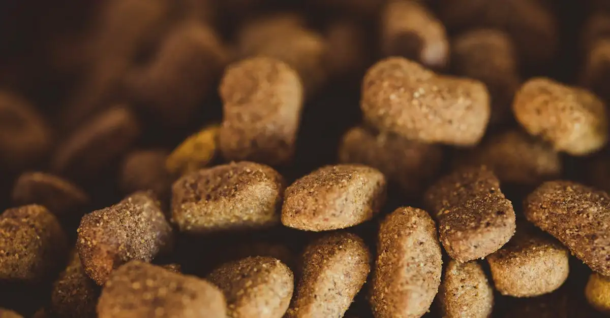 Wat is een gezond dieet voor honden? Ontdek het hier!