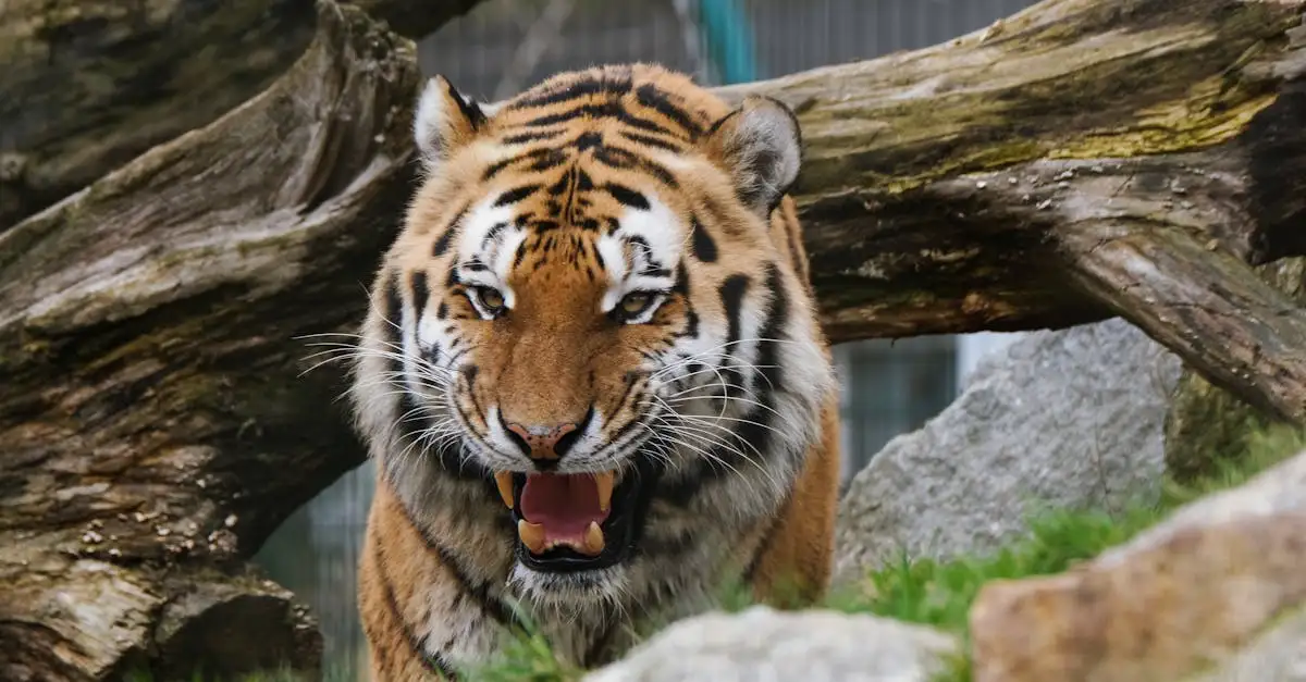Wat maakt het gedrag van de tijger uniek onder katachtigen?