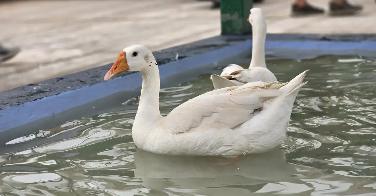 Wat maakt wilde dieren anders dan huisdieren? Ontdek het!