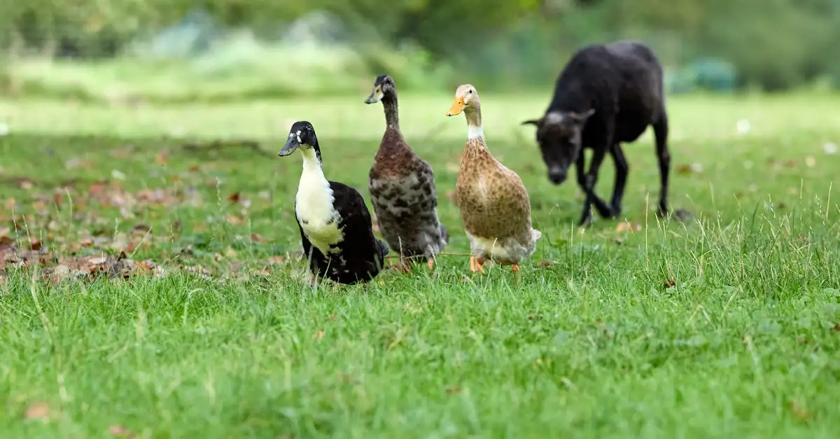 Wat maakt wilde dieren anders dan huisdieren? Ontdek het!