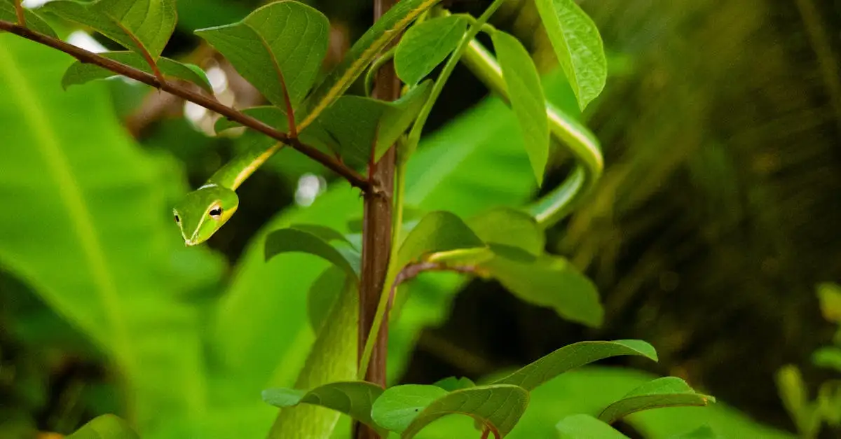 Welk dier heeft de beste schutkleur in de natuur?