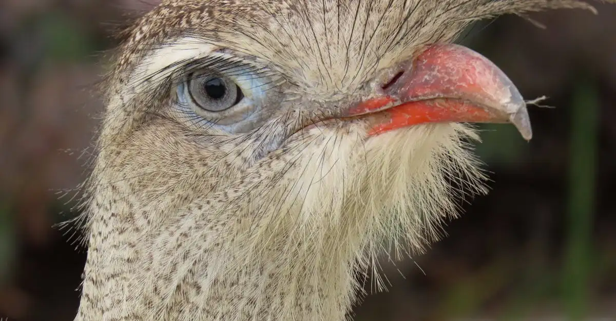 Welke dieren leven er op Maria Island in Australië?