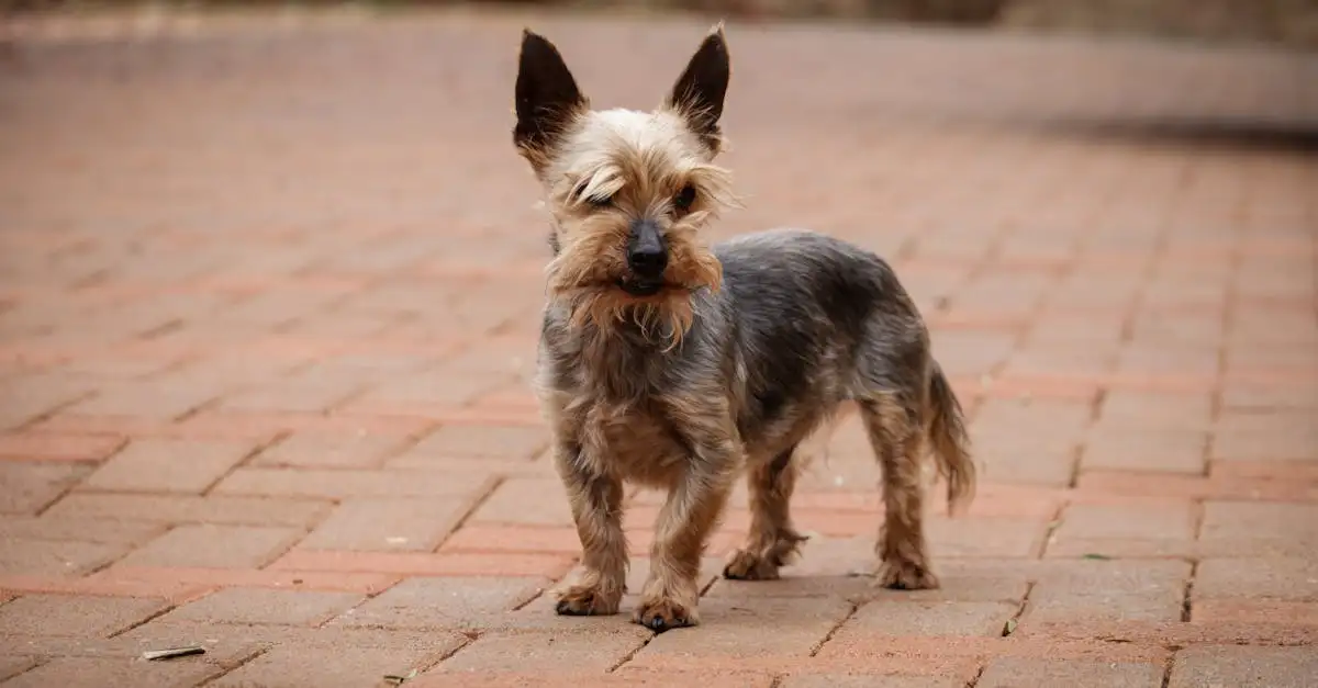 Welke hond past bij mij pedigree? Ontdek jouw ideale match!