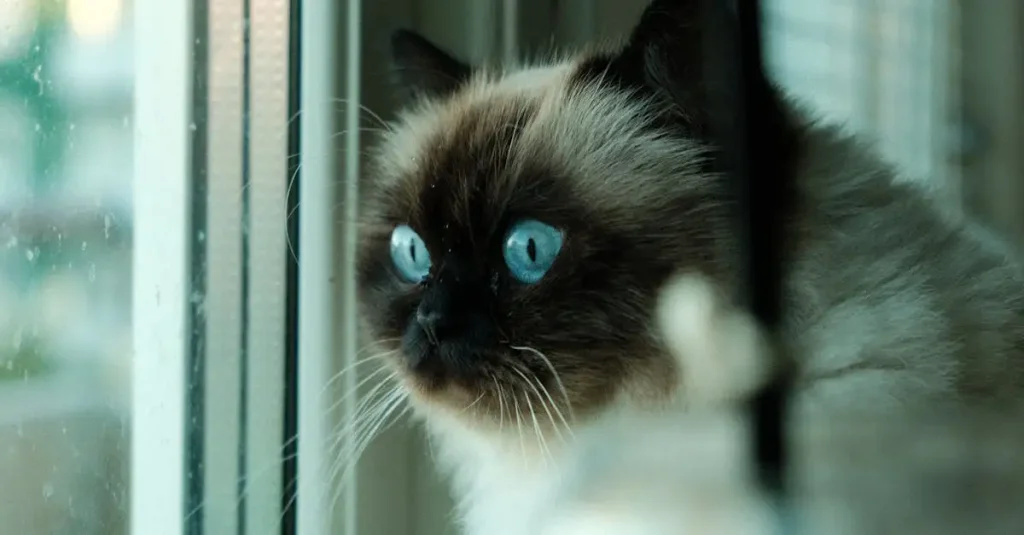 Welke kat past bij mij test? Ontdek jouw ideale kattenras!