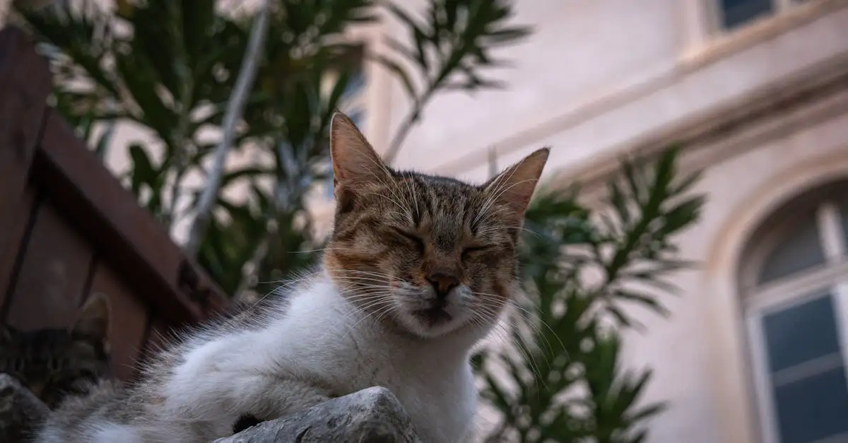 Welke kat past bij mij test? Ontdek jouw ideale kattenras!