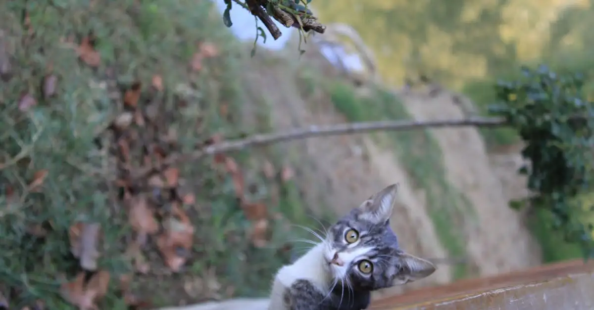 Wie zijn de familieleden van de kat? Ontdek het hier!