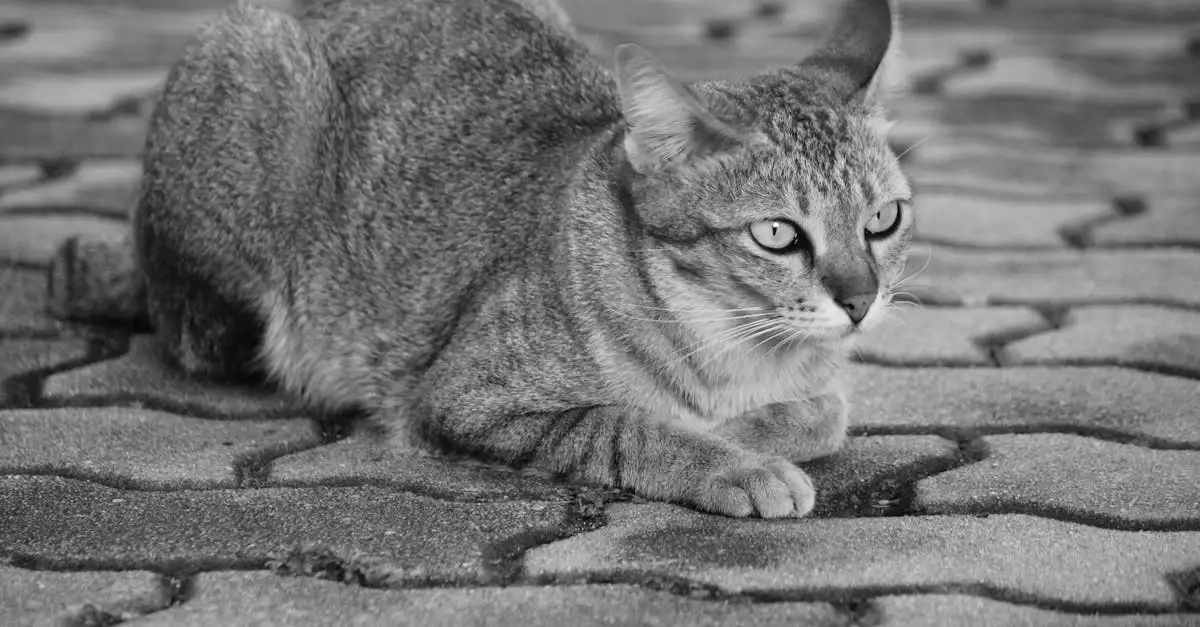 Wie zijn de familieleden van de kat? Ontdek het hier!