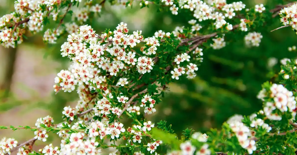 Waar is manuka honing goed voor? Ontdek de voordelen nu!